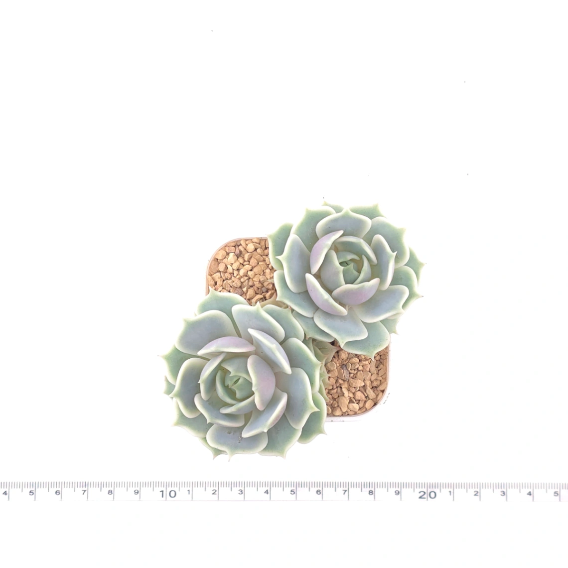 Echeveria ‘Lola’ | 露娜蓮 thumbnail 4