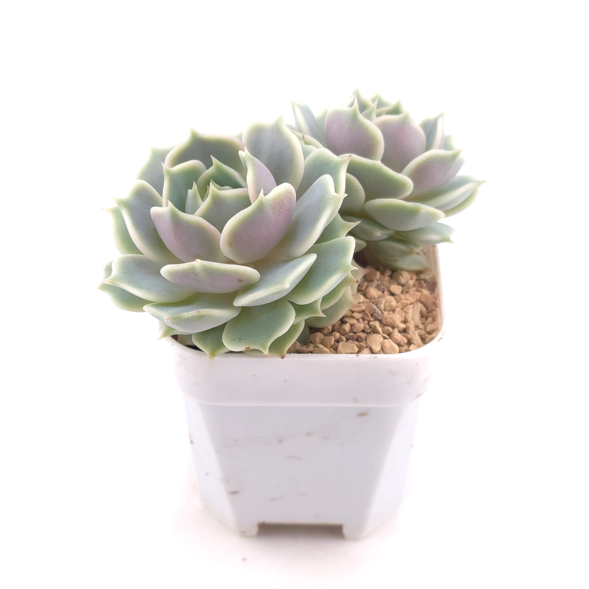 Echeveria ‘Lola’ | 露娜蓮 thumbnail 3