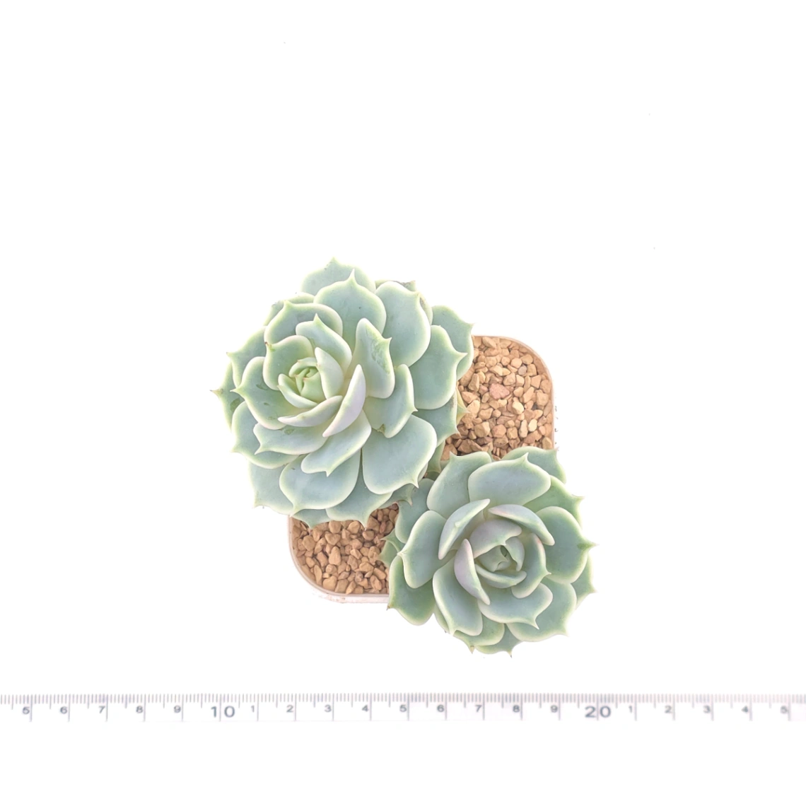 Echeveria ‘Lola’ | 露娜蓮 thumbnail 4