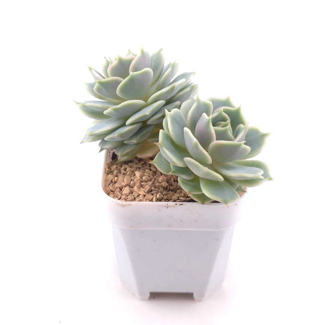 Echeveria ‘Lola’ | 露娜蓮 thumbnail 3