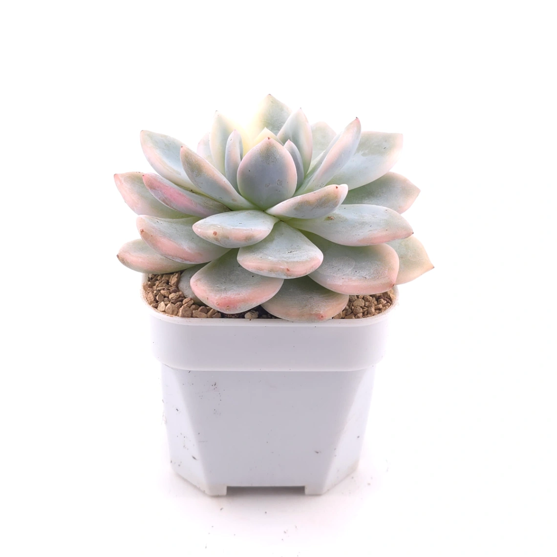 Echeveria ‘Orange Monroe’ variegated | 橙夢露錦 thumbnail 3
