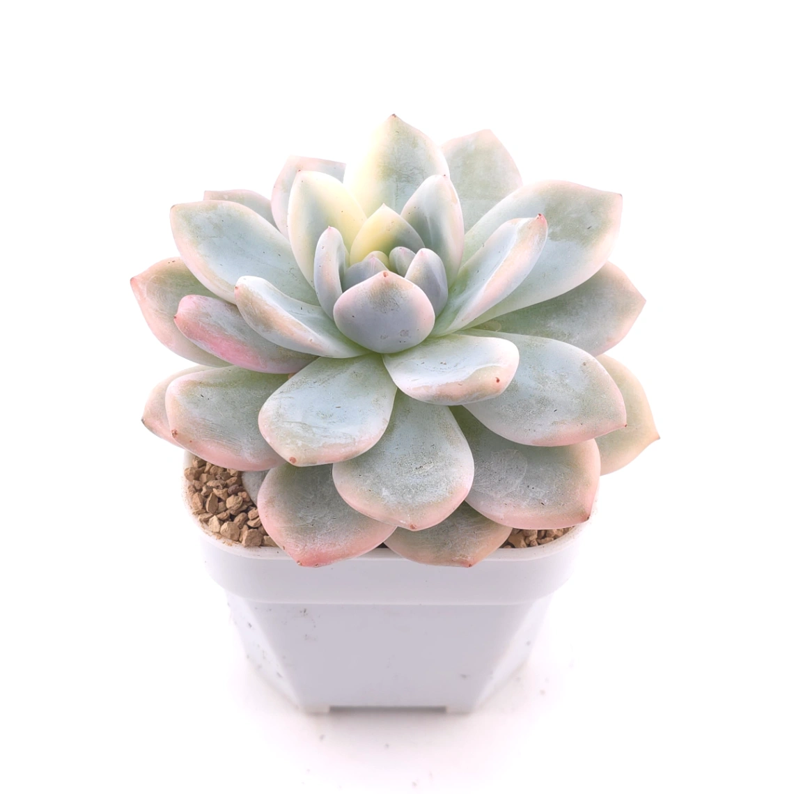 Echeveria ‘Orange Monroe’ variegated | 橙夢露錦 thumbnail 2