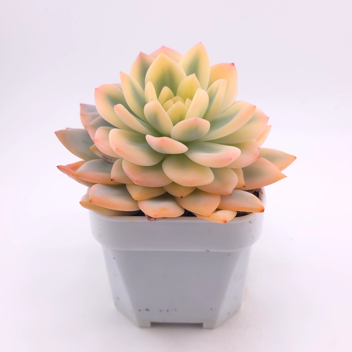 Echeveria ‘Orange Monroe’ variegated | 橙夢露錦 thumbnail 3
