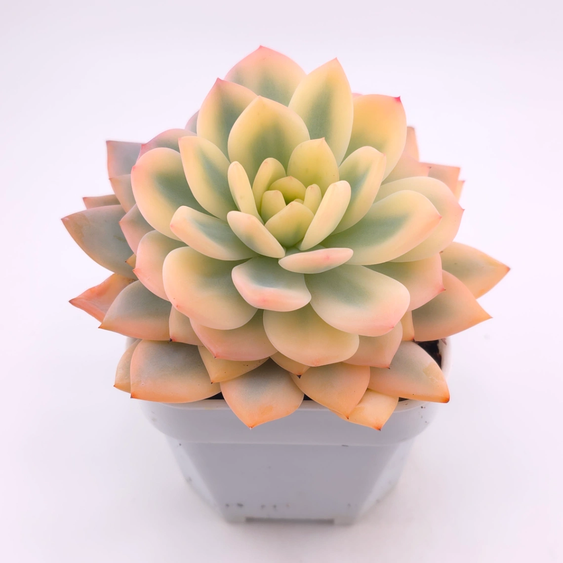 Echeveria ‘Orange Monroe’ variegated | 橙夢露錦 thumbnail 2
