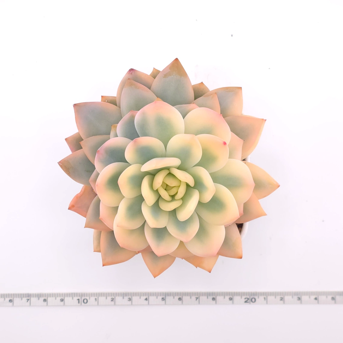 Echeveria ‘Orange Monroe’ variegated | 橙夢露錦 thumbnail 4