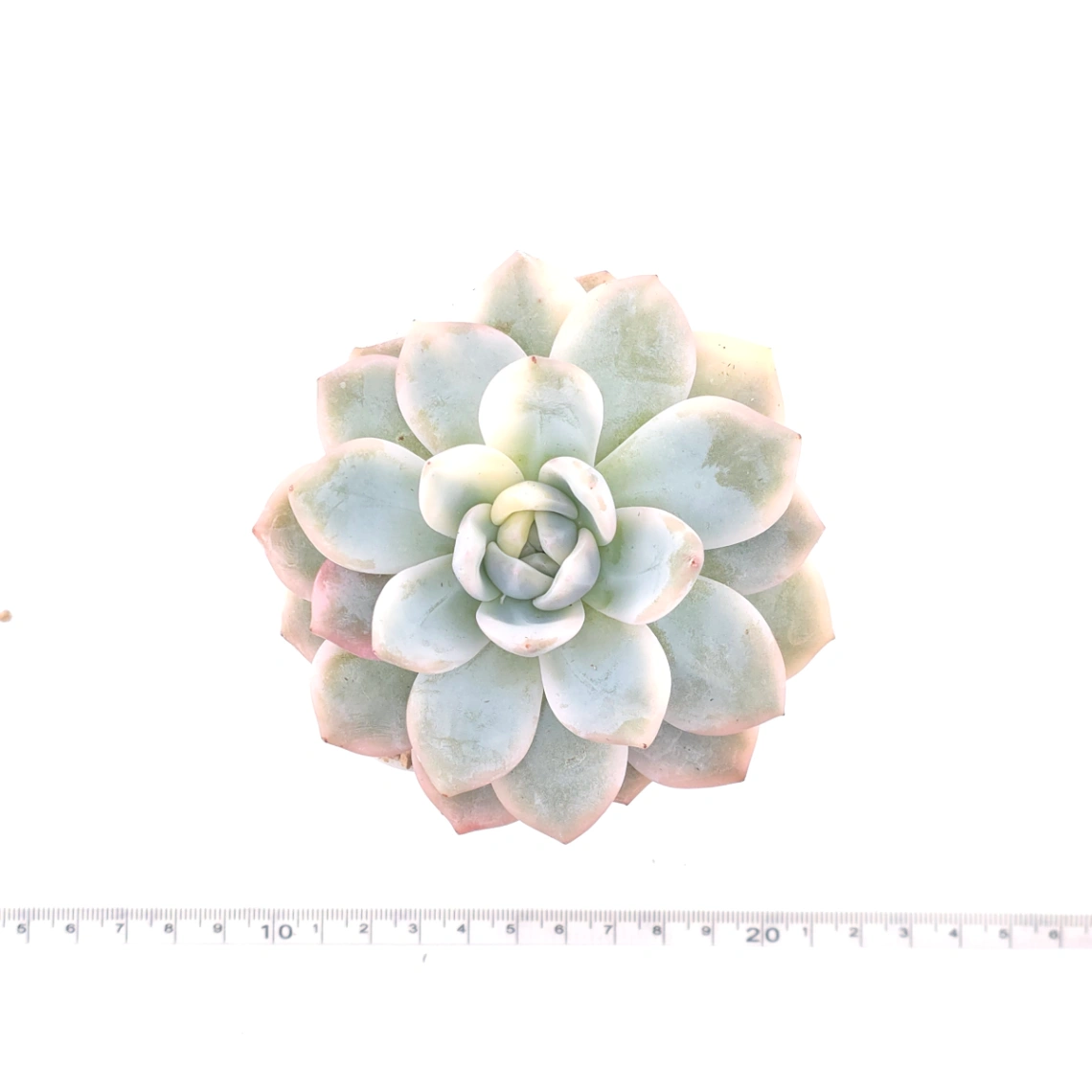 Echeveria ‘Orange Monroe’ variegated | 橙夢露錦 thumbnail 4
