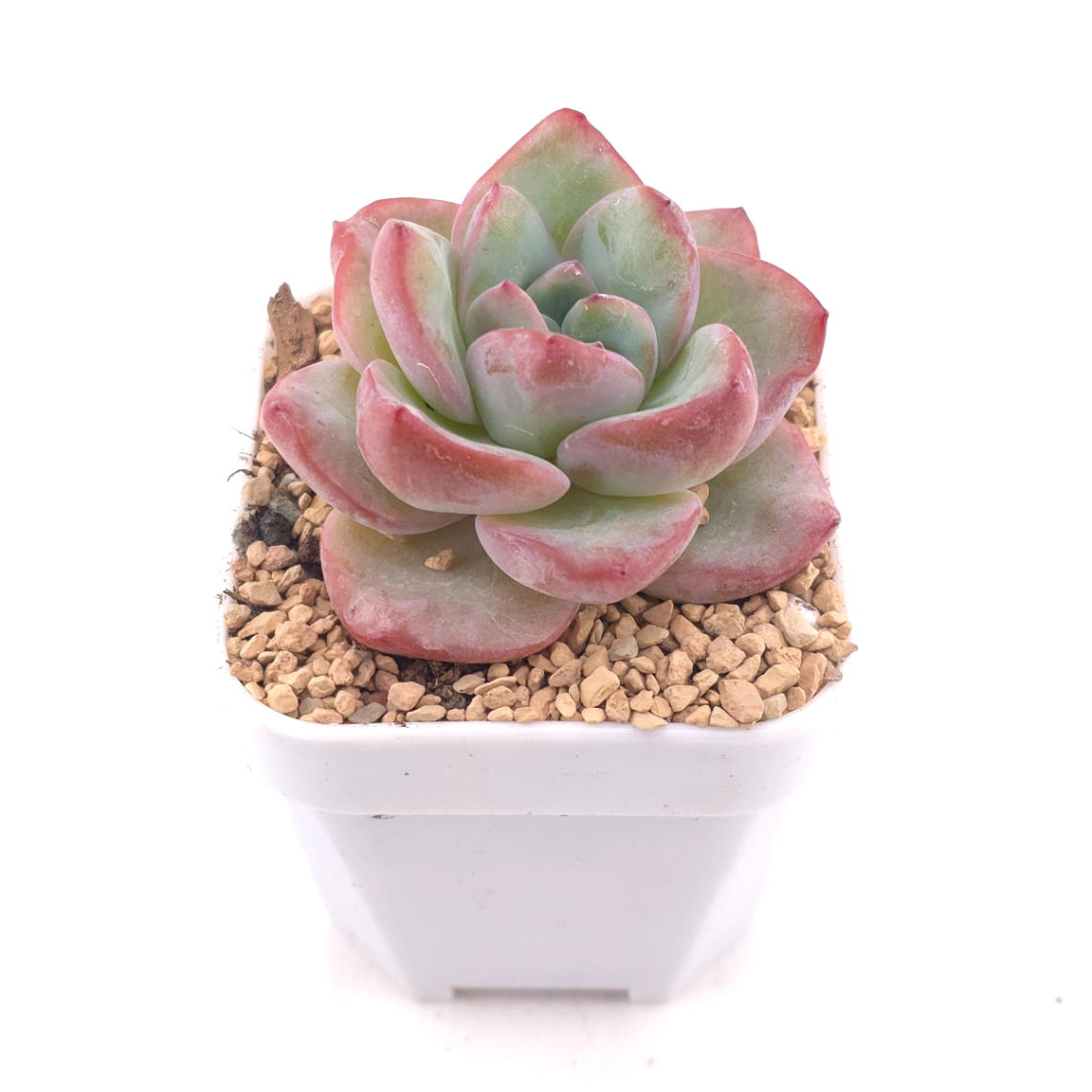 Echeveria 'Puff' | 泡芙 thumbnail 2