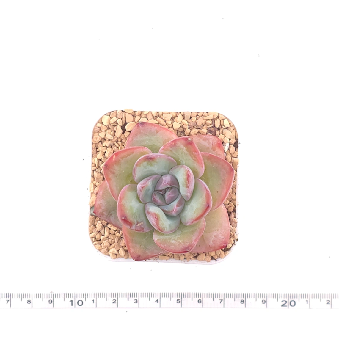 Echeveria 'Puff' | 泡芙 thumbnail 4