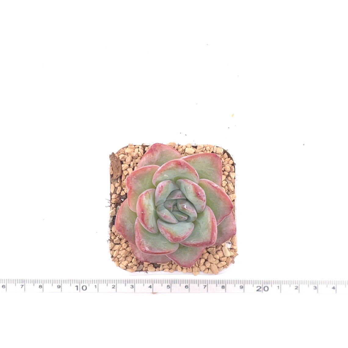 Echeveria 'Puff' | 泡芙 thumbnail 4