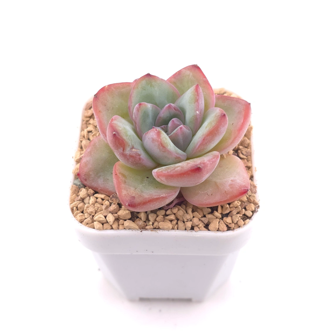 Echeveria 'Puff' | 泡芙 thumbnail 2