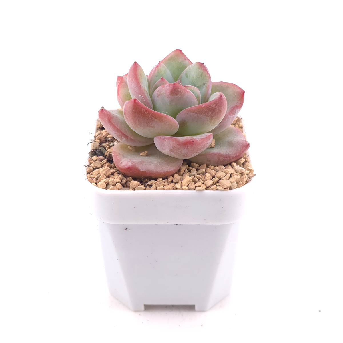 Echeveria 'Puff' | 泡芙 thumbnail 3