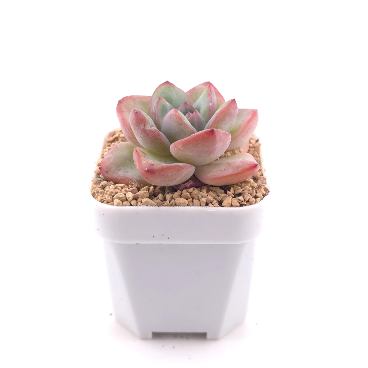 Echeveria 'Puff' | 泡芙 thumbnail 3