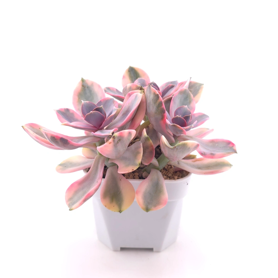Echeveria ‘Rainbow’ | 彩虹錦 thumbnail 3
