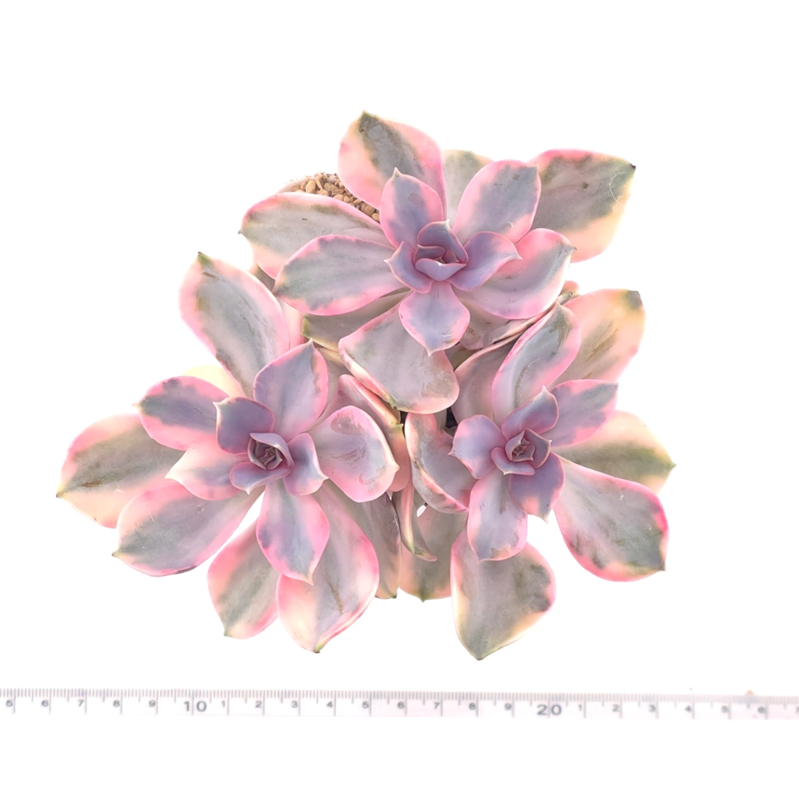 Echeveria ‘Rainbow’ | 彩虹錦 thumbnail 4