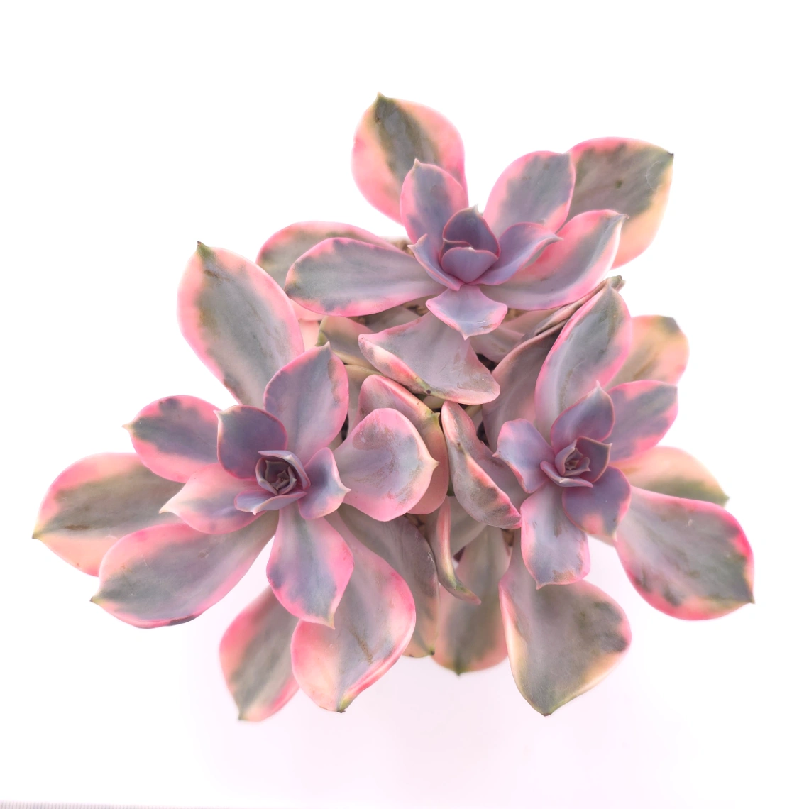 Echeveria ‘Rainbow’ | 彩虹錦 - View 1