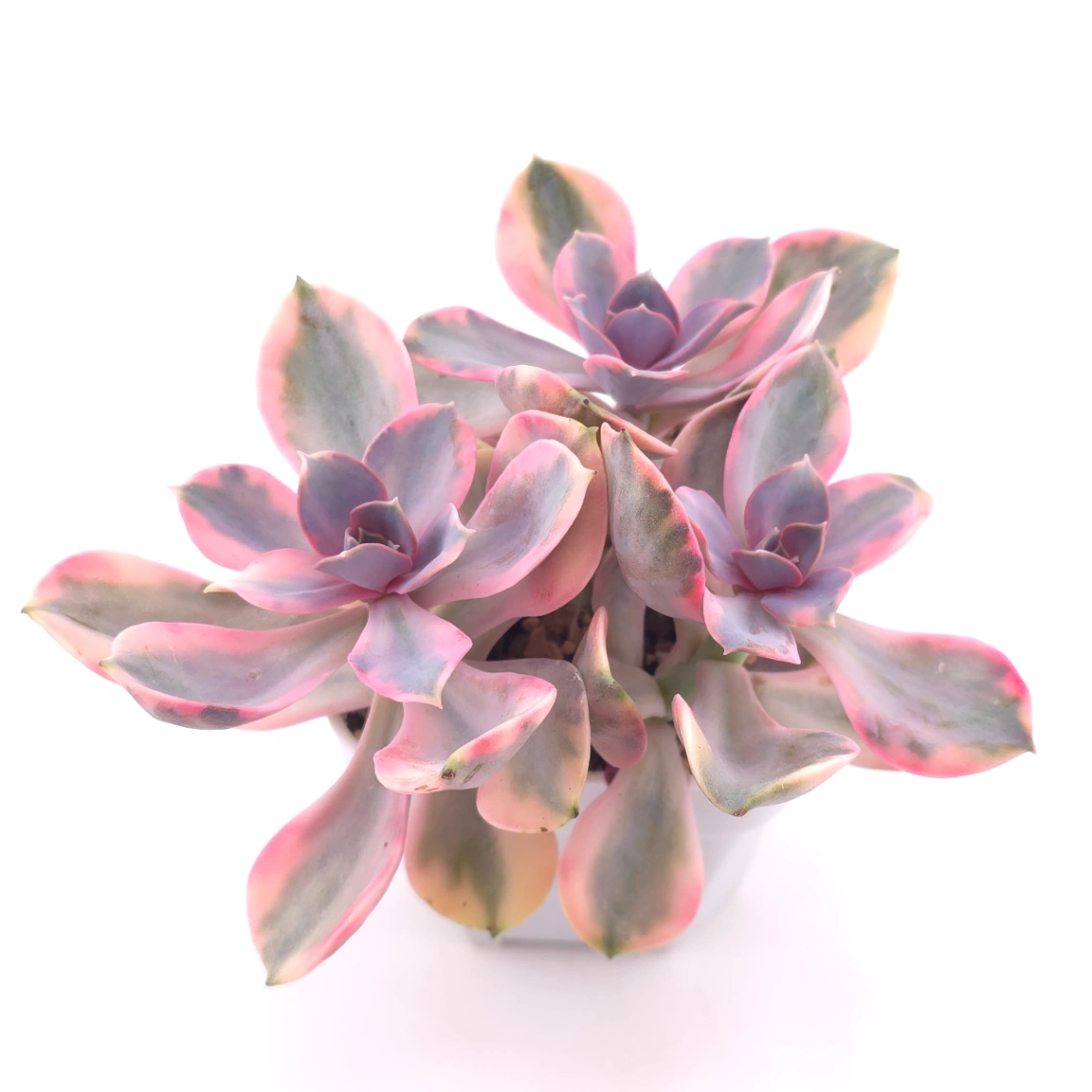 Echeveria ‘Rainbow’ | 彩虹錦 thumbnail 2