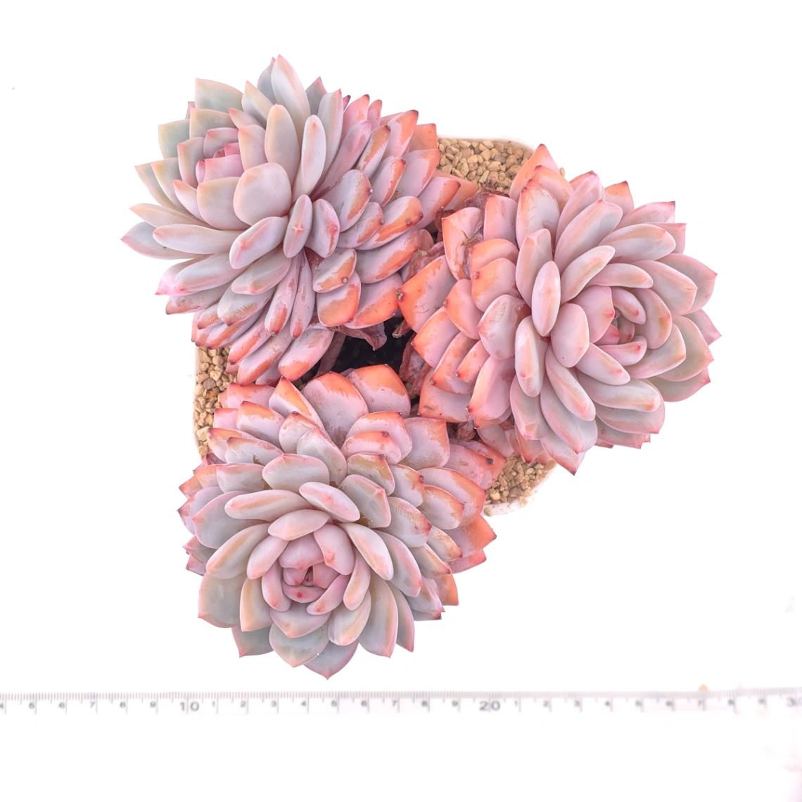 Echeveria ‘Star Orange’ | 星星橙 thumbnail 4
