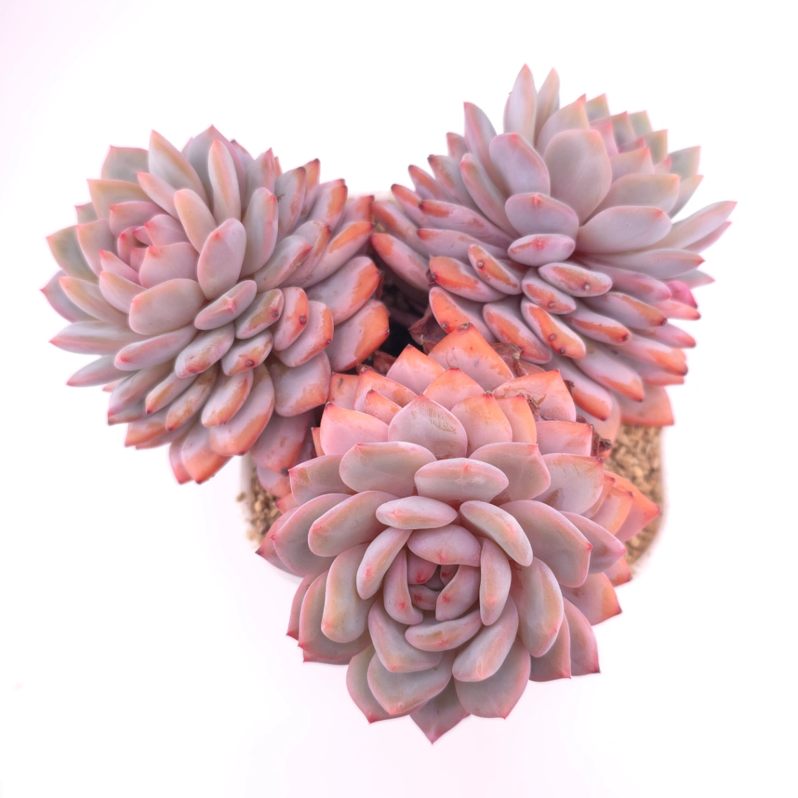 Echeveria ‘Star Orange’ | 星星橙 - View 1
