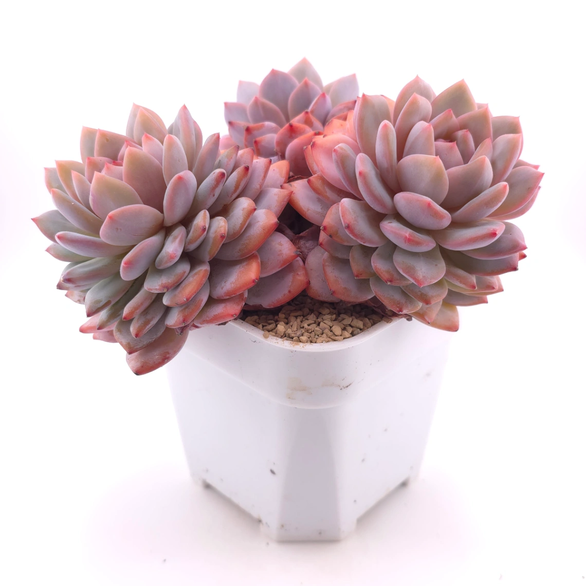 Echeveria ‘Star Orange’ | 星星橙 thumbnail 3