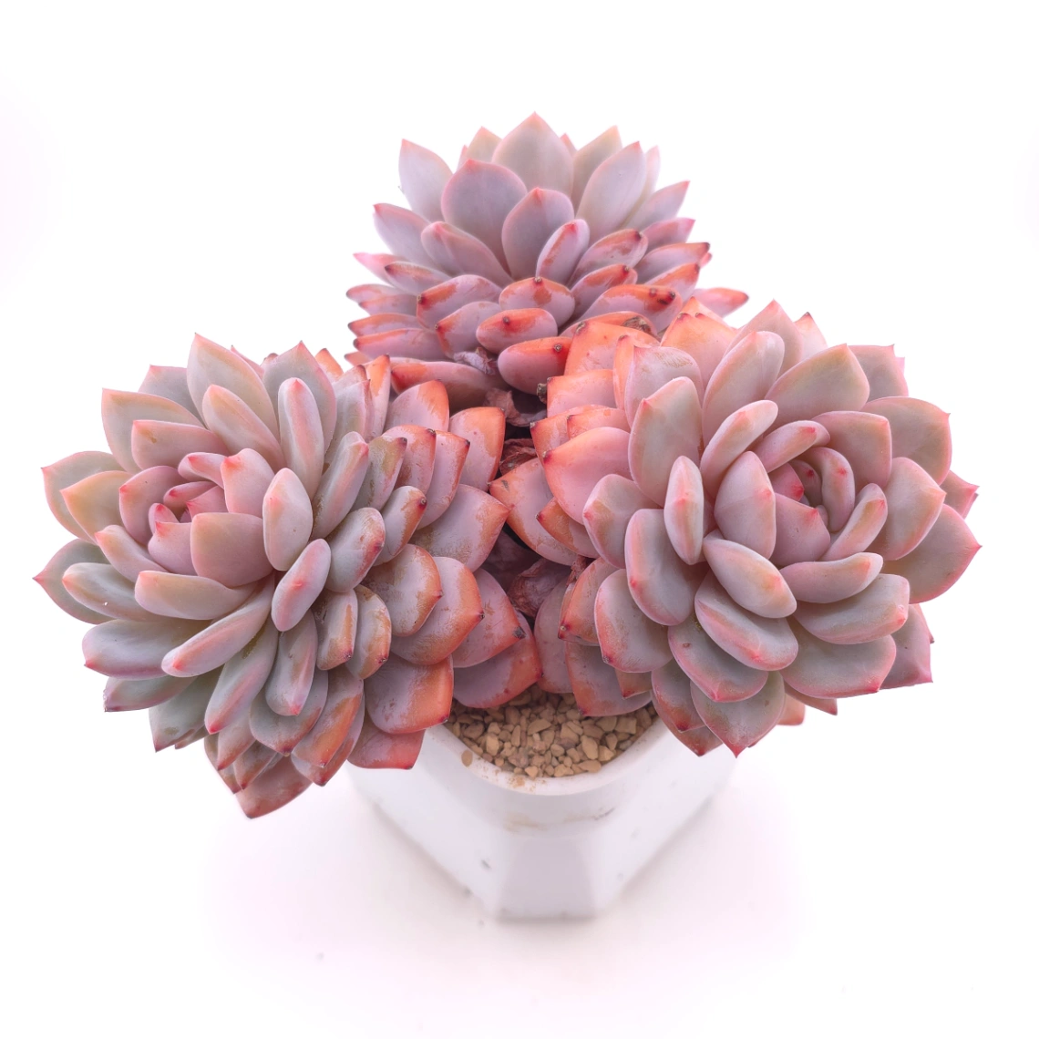Echeveria ‘Star Orange’ | 星星橙 thumbnail 2