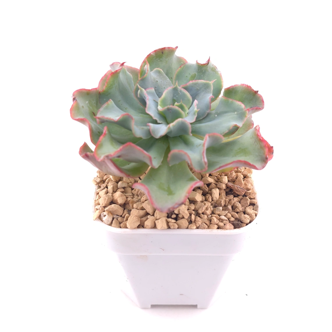 Echeveria 'Tsunami' spp. | 海嘯雜 thumbnail 2
