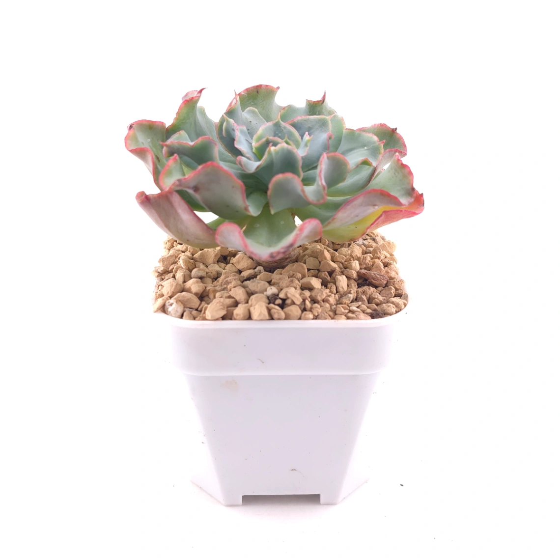 Echeveria 'Tsunami' spp. | 海嘯雜 thumbnail 3