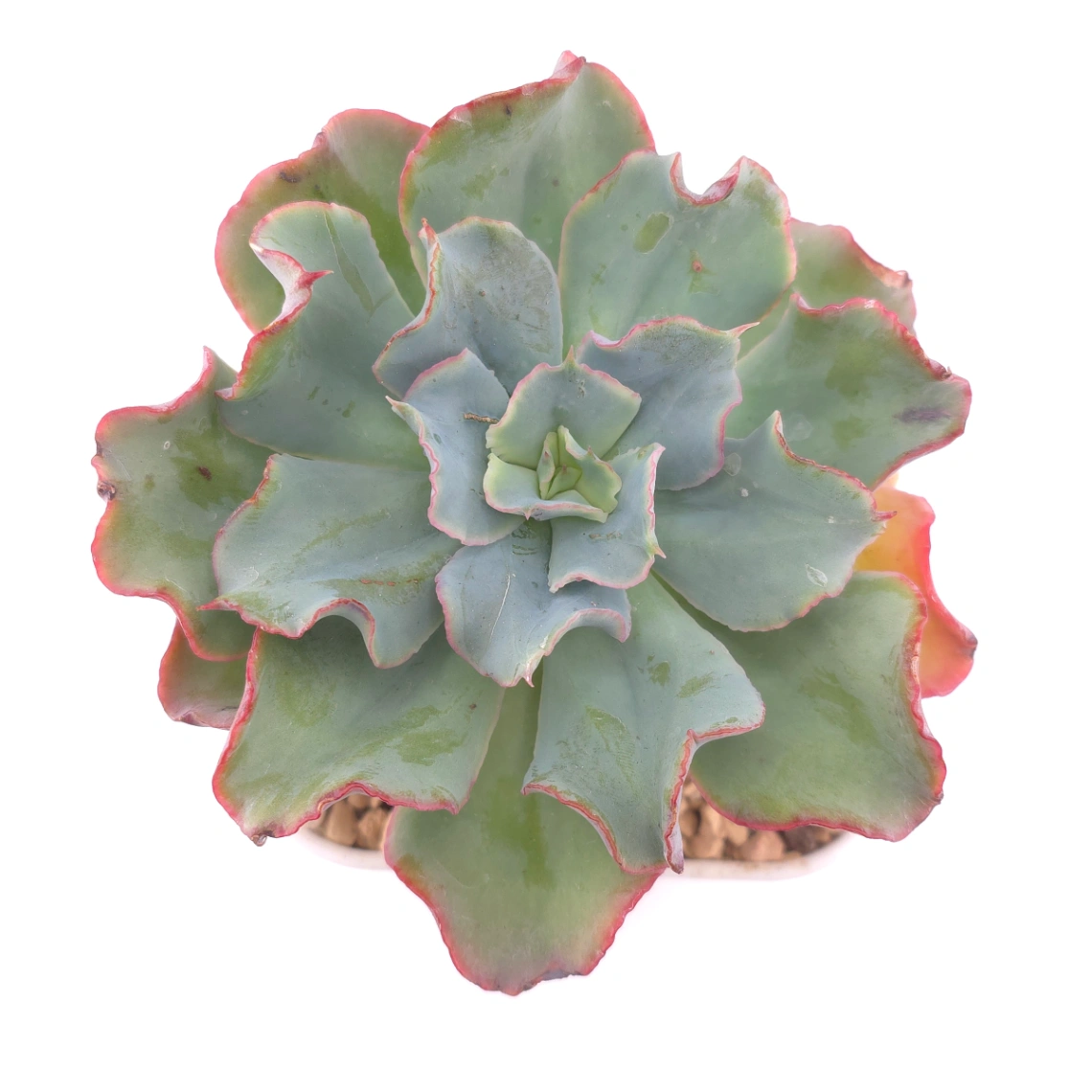 Echeveria 'Tsunami' spp. | 海嘯雜 - View 1