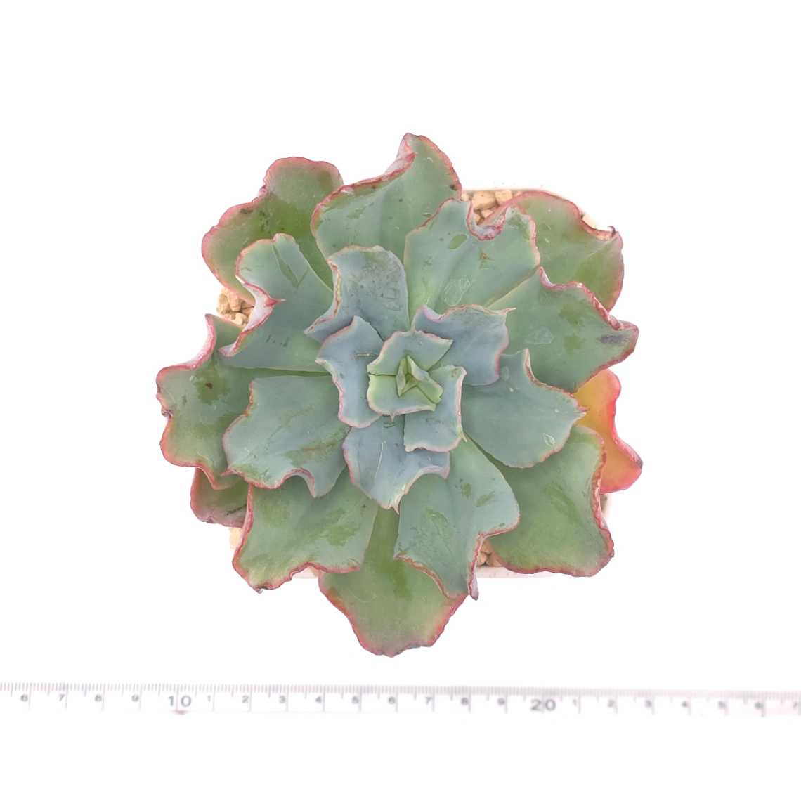 Echeveria 'Tsunami' spp. | 海嘯雜 thumbnail 4