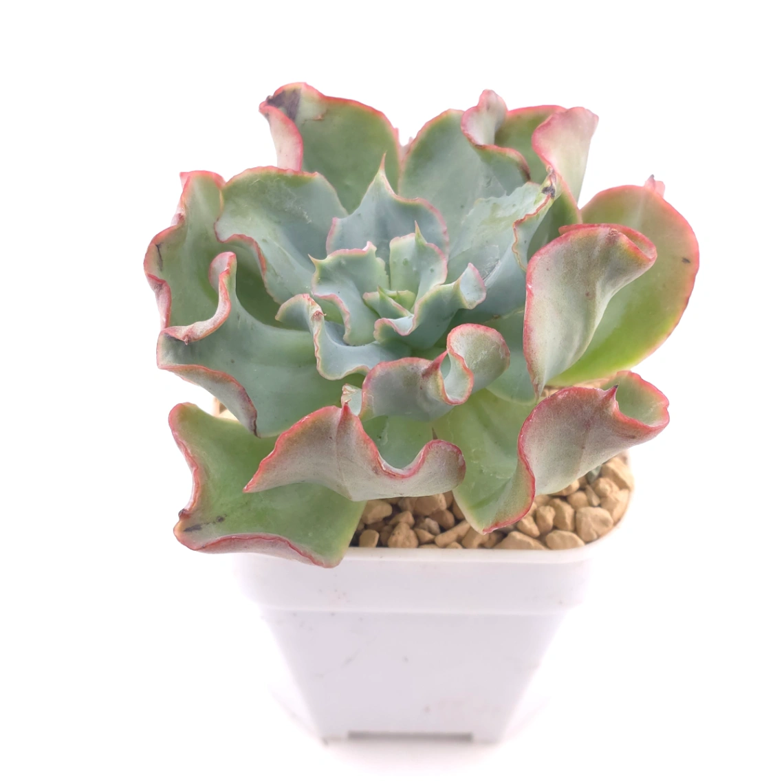 Echeveria 'Tsunami' spp. | 海嘯雜 thumbnail 2