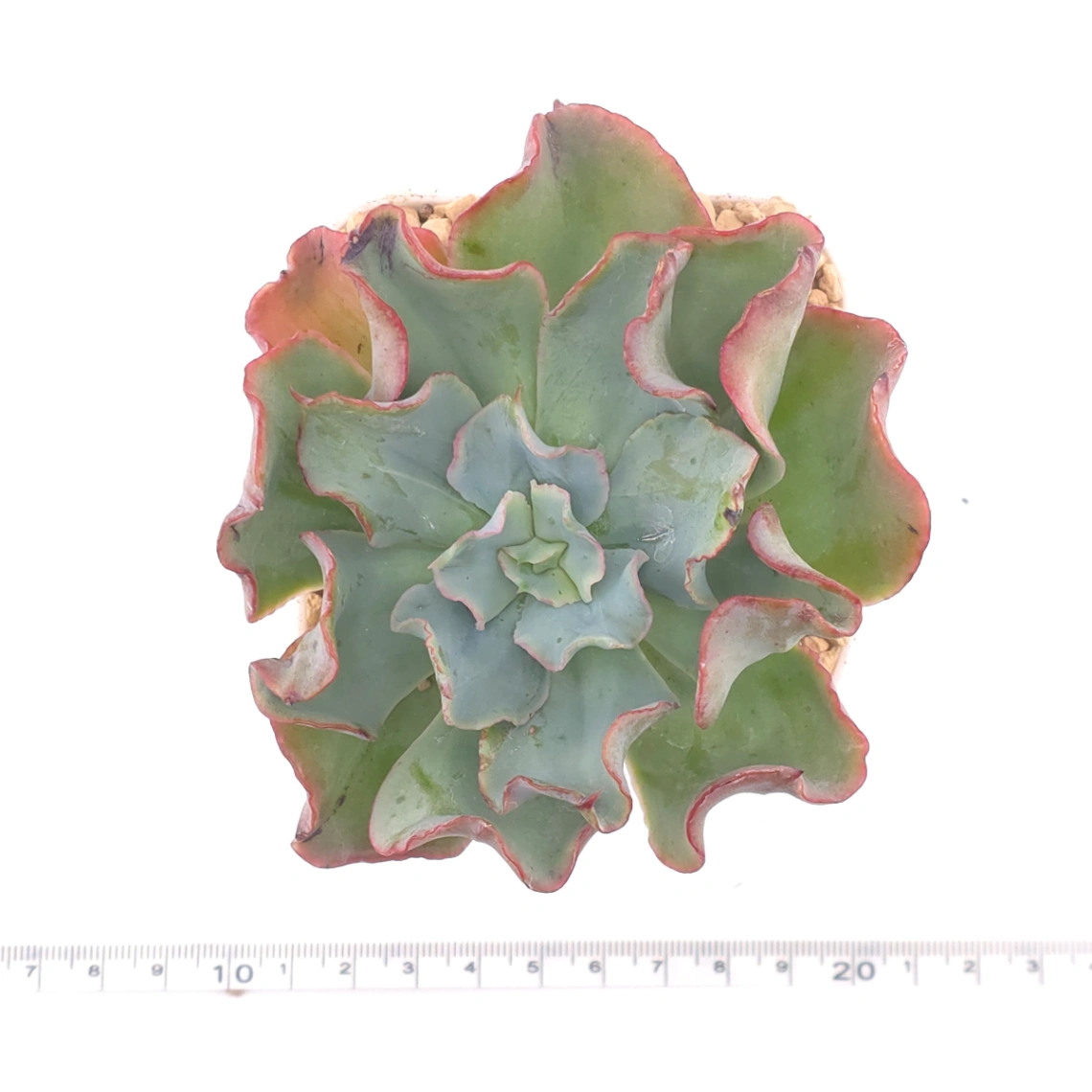 Echeveria 'Tsunami' spp. | 海嘯雜 thumbnail 4