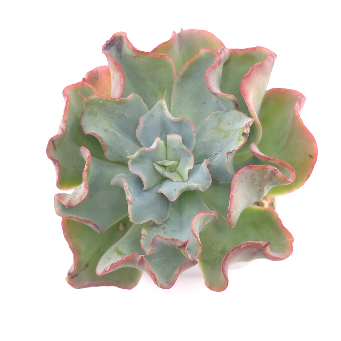 Echeveria 'Tsunami' spp. | 海嘯雜 - View 1