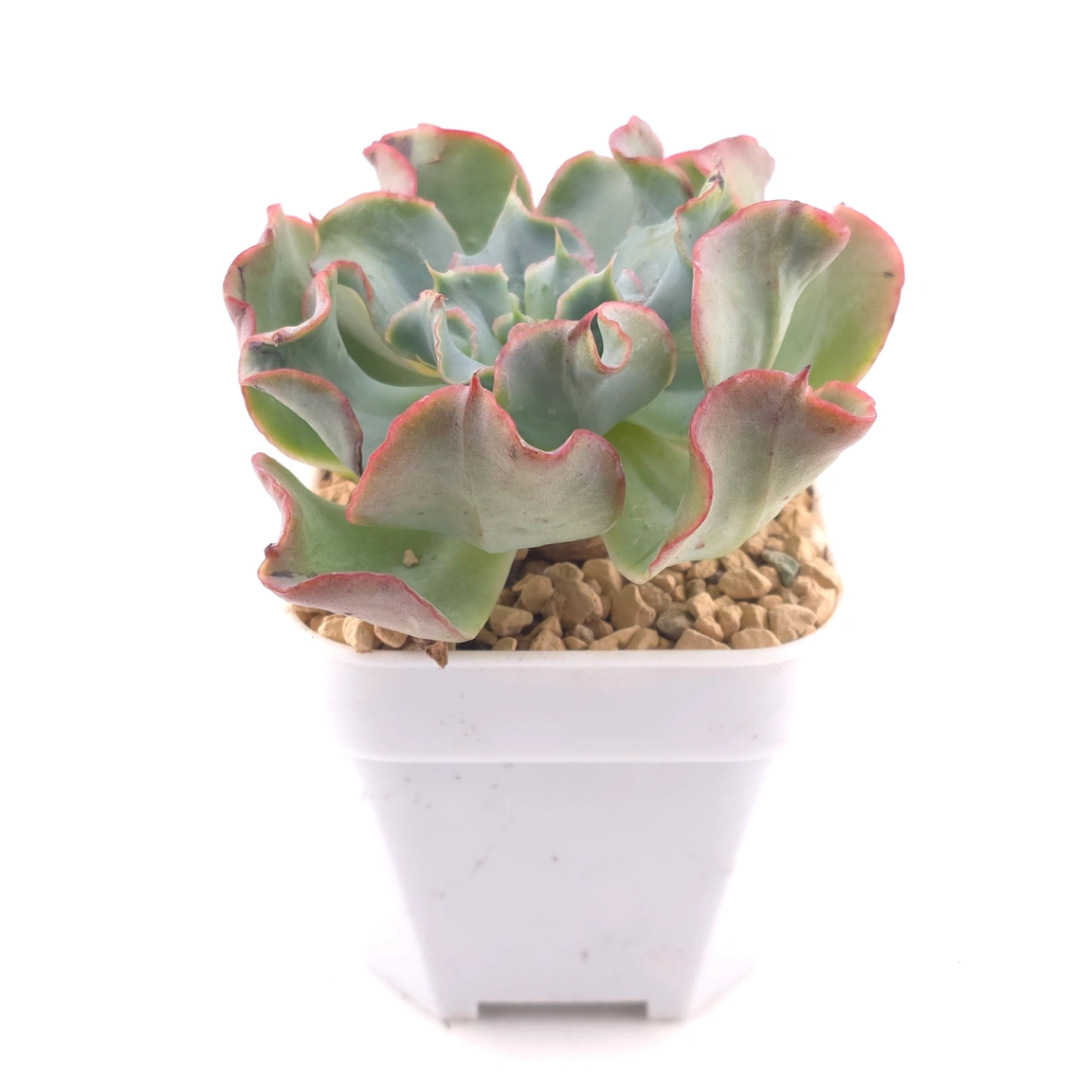 Echeveria 'Tsunami' spp. | 海嘯雜 thumbnail 3