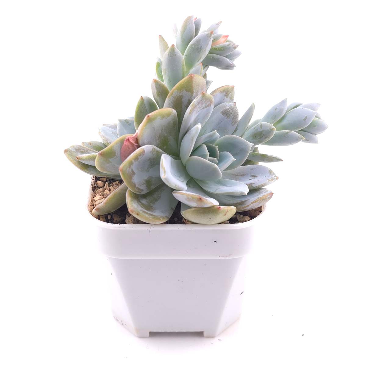 Echeveria ‘White Lotus’ | 白雪蓮 thumbnail 3