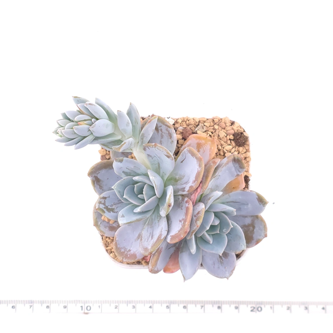 Echeveria ‘White Lotus' | 白雪蓮 thumbnail 4