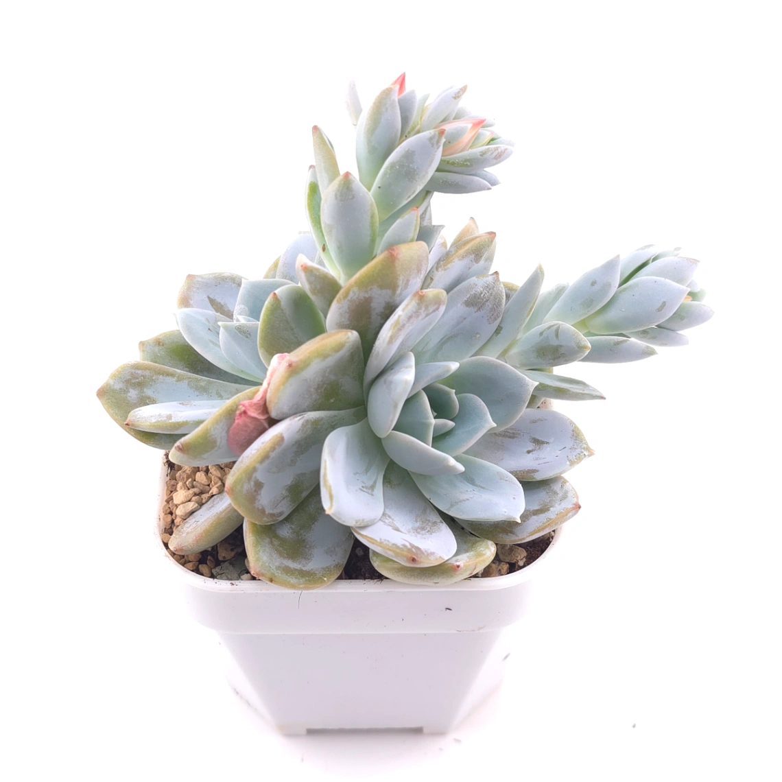 Echeveria ‘White Lotus’ | 白雪蓮 thumbnail 2