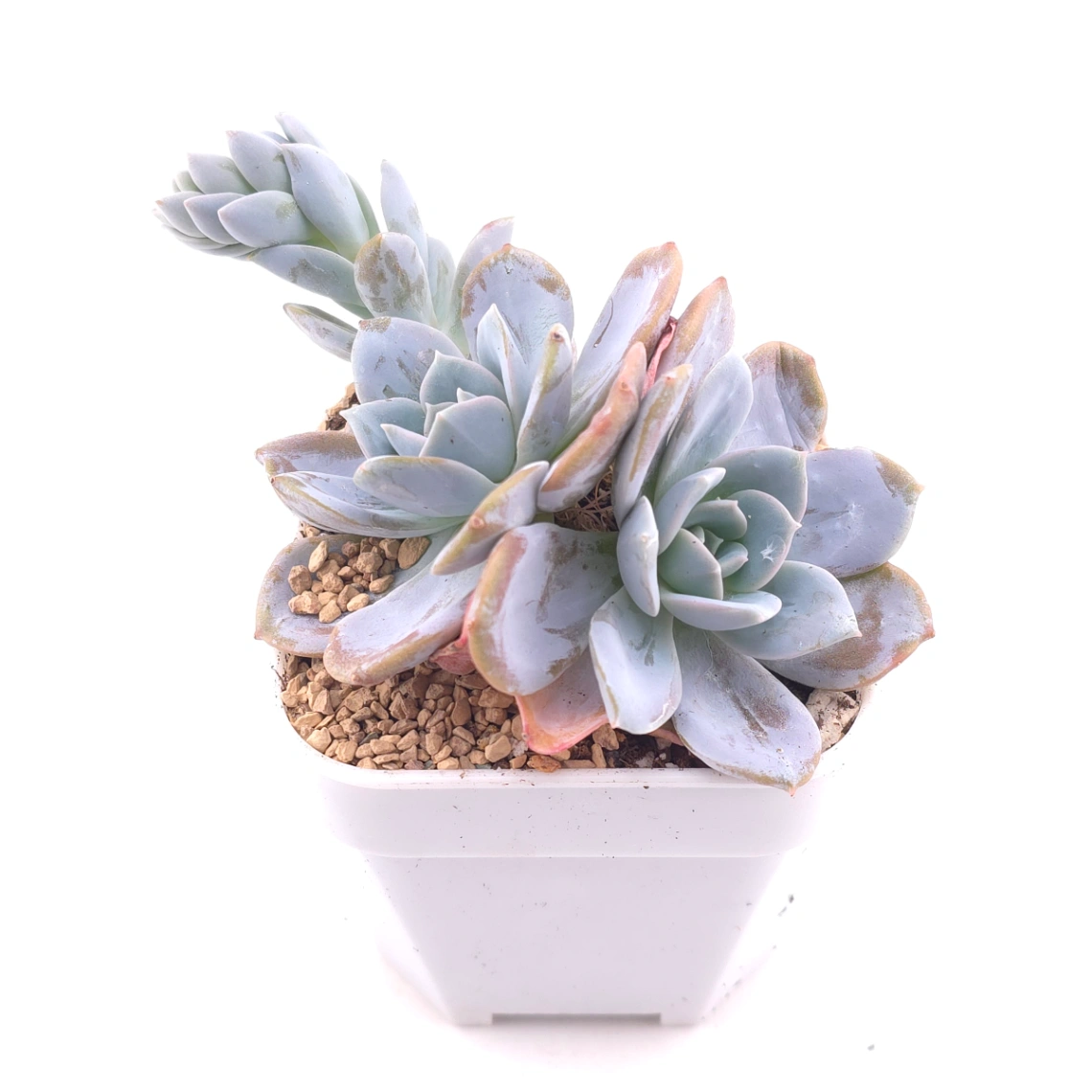 Echeveria ‘White Lotus' | 白雪蓮 thumbnail 2