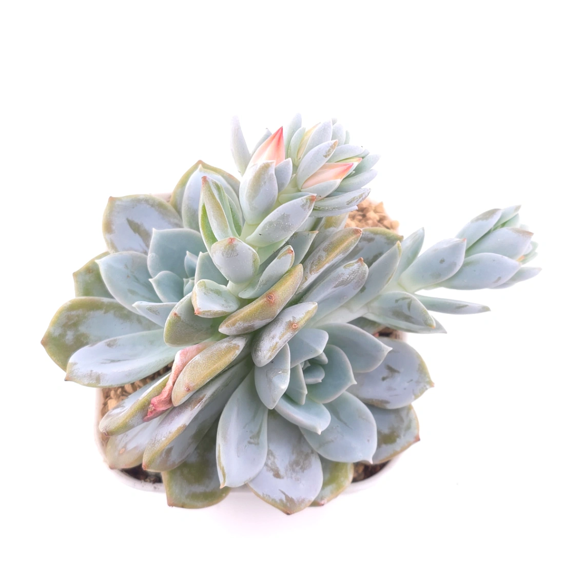 Echeveria ‘White Lotus’ | 白雪蓮 - View 1