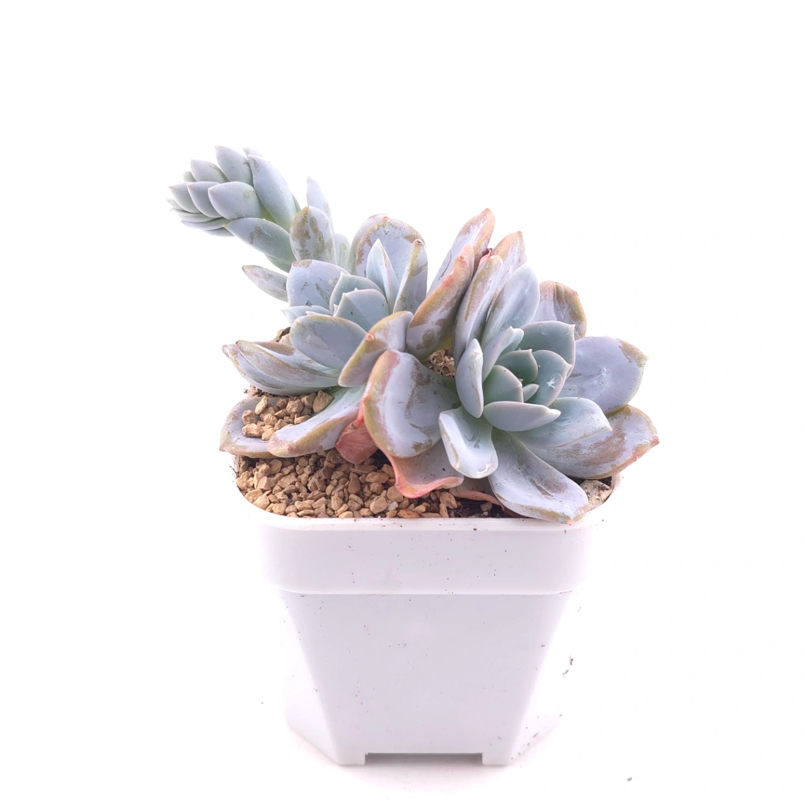 Echeveria ‘White Lotus' | 白雪蓮 thumbnail 3