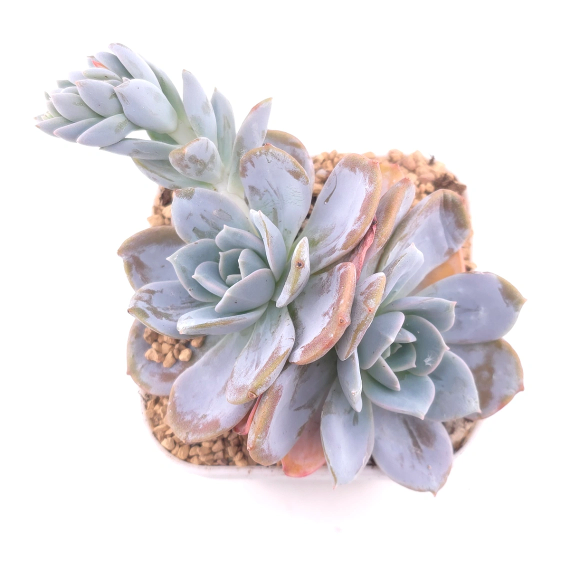 Echeveria ‘White Lotus' | 白雪蓮 - View 1