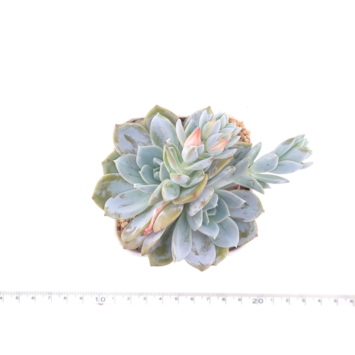 Echeveria ‘White Lotus’ | 白雪蓮 thumbnail 4