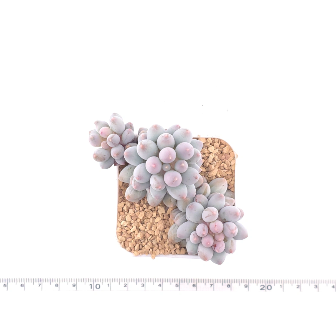 Graptopetalum Glutinous Rice Balls | 糯米糍 thumbnail 4