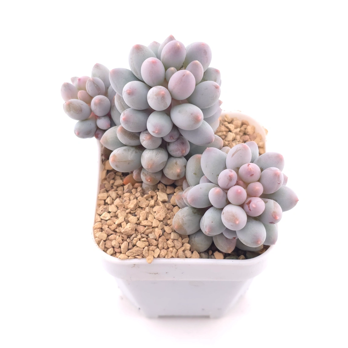 Graptopetalum Glutinous Rice Balls | 糯米糍 thumbnail 2