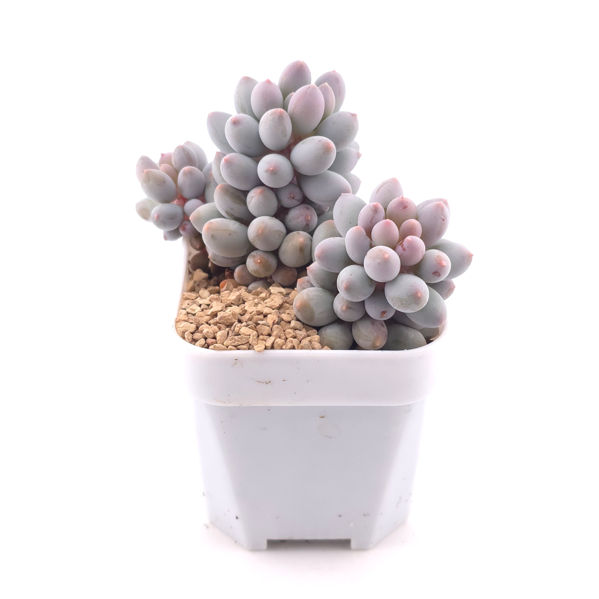 Graptopetalum Glutinous Rice Balls | 糯米糍 thumbnail 3