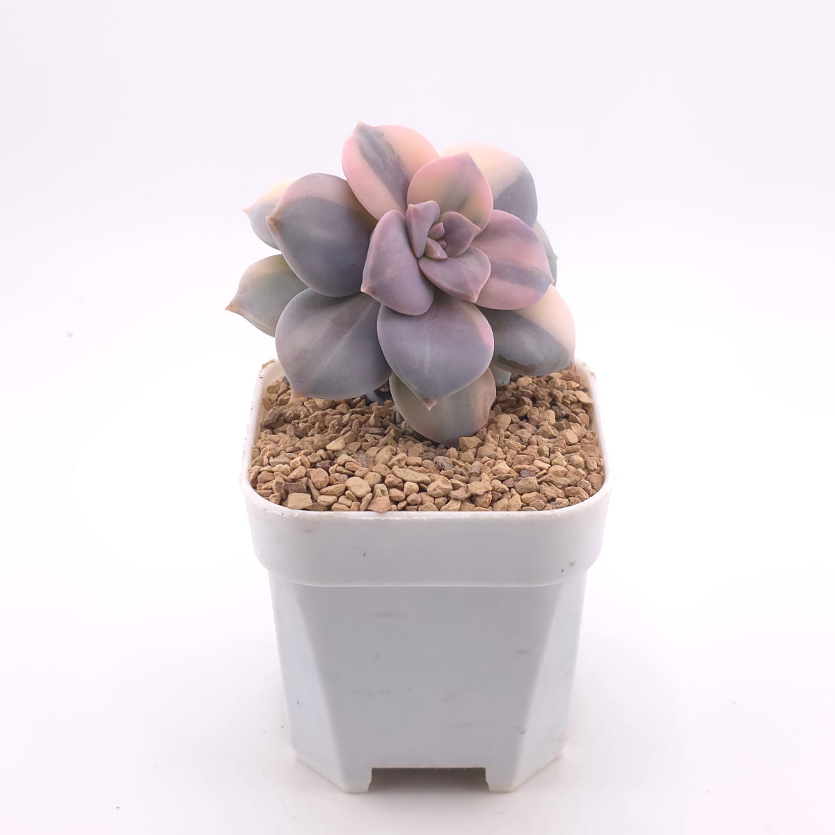Graptopetalum pentandrum superbum variegated | 華麗風車錦 thumbnail 3