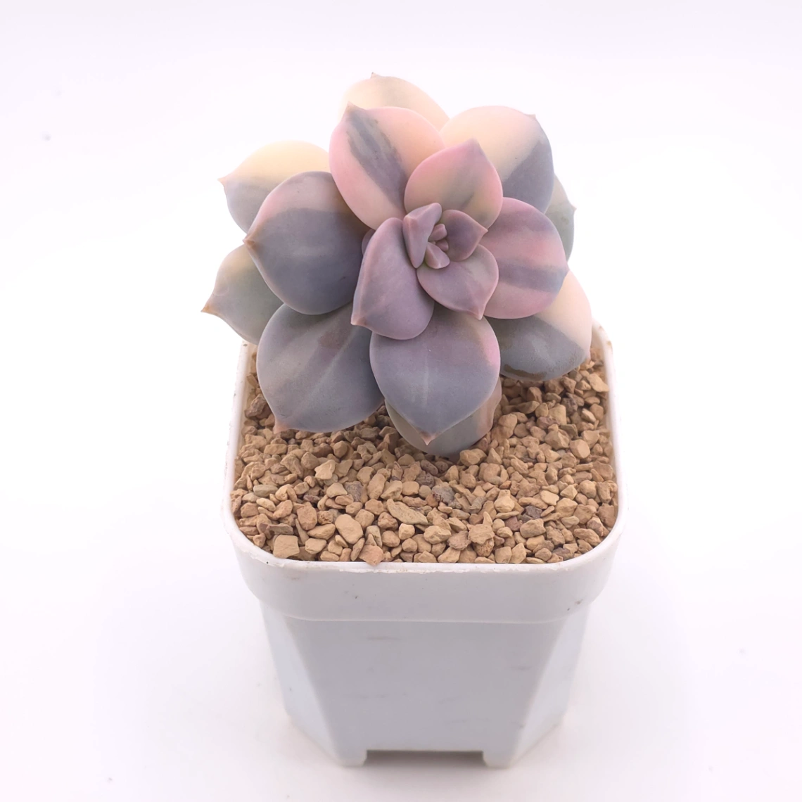 Graptopetalum pentandrum superbum variegated | 華麗風車錦 thumbnail 2