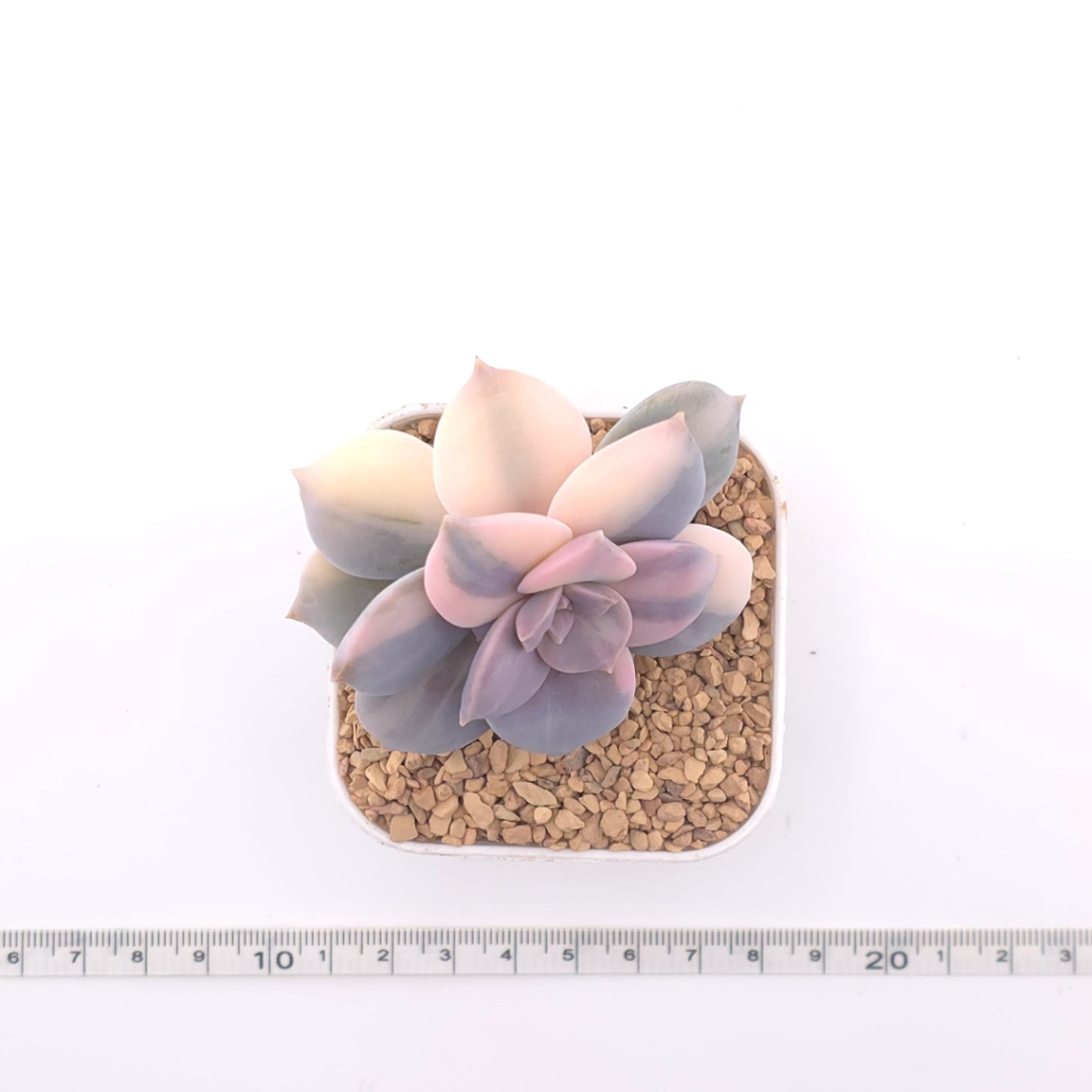 Graptopetalum pentandrum superbum variegated | 華麗風車錦 thumbnail 4