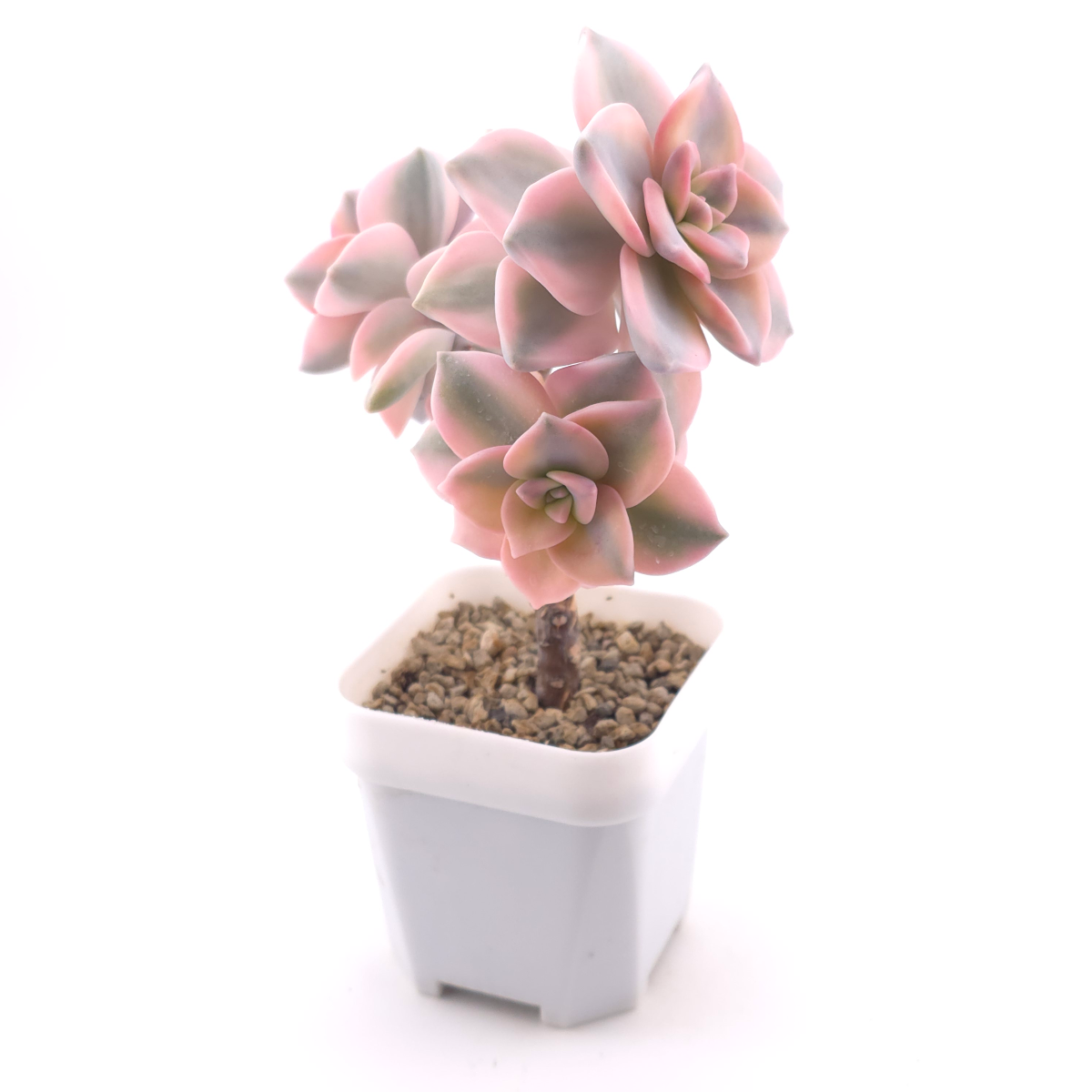 Graptopetalum ‘Purple Delight’ variegated | 紫樂錦 thumbnail 3