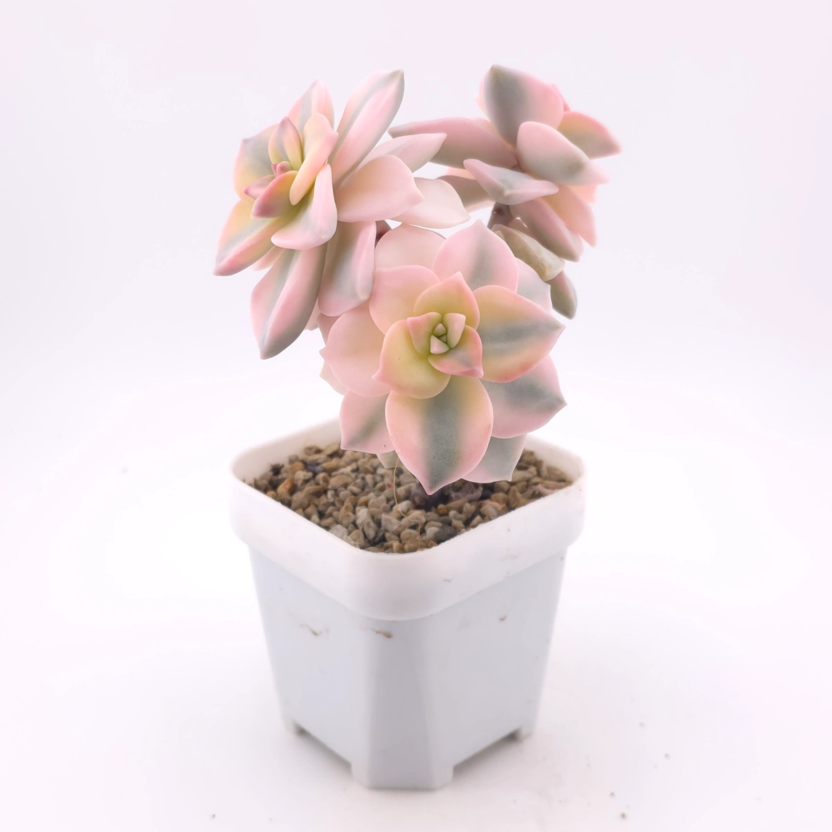 Graptopetalum ‘Purple Delight’ variegated | 紫樂錦 thumbnail 3