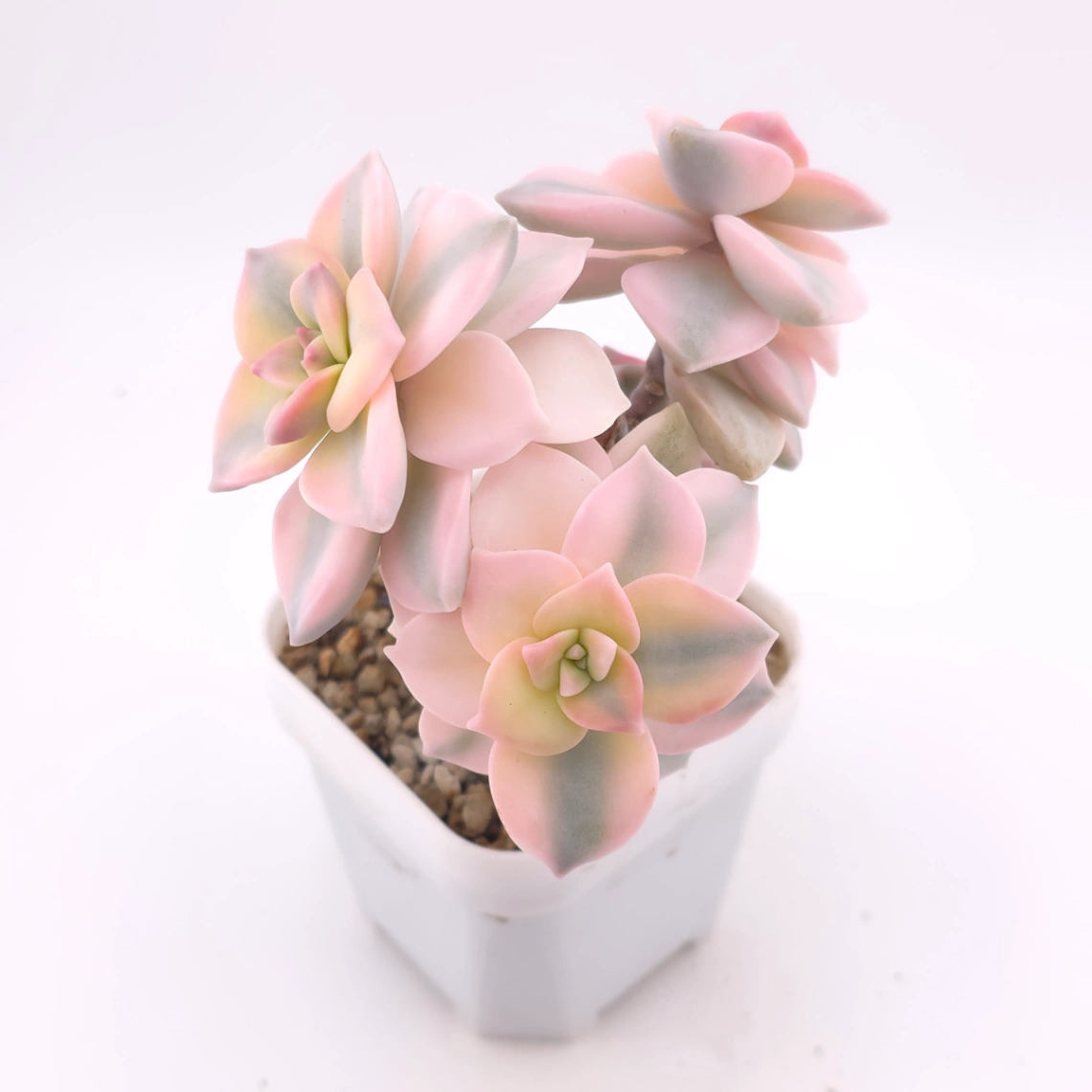 Graptopetalum ‘Purple Delight’ variegated | 紫樂錦 thumbnail 2