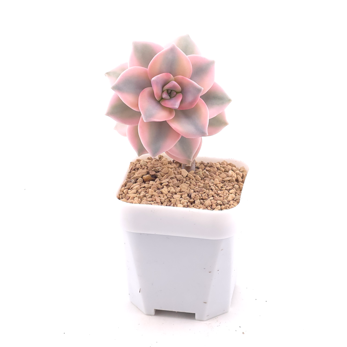 Graptopetalum ‘Purple Delight’ variegated | 紫樂錦 thumbnail 3